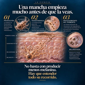 Ciencia de Derma MelaZero Serum POOM basada en mecanismos de autofagia celular y activos específicos para el cuidado de la hiperpigmentación.